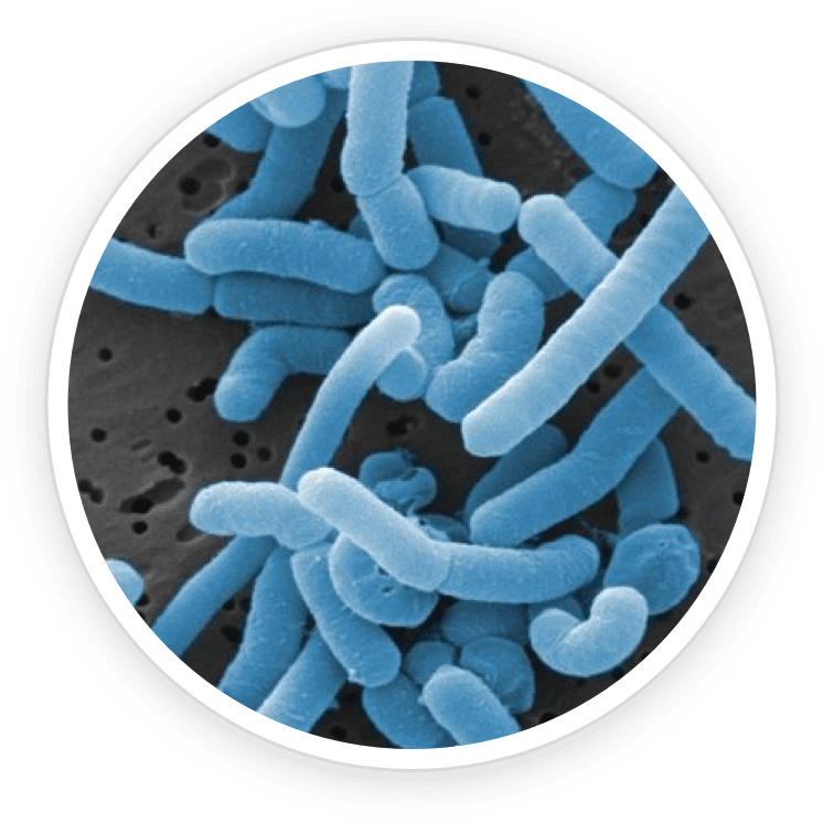 Lactobacillus Paracasei- KeraBiotics Ingredient